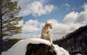 Над берегами озера нависают крутые, лишё