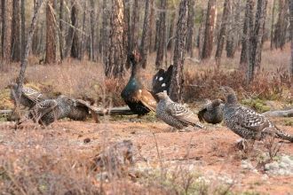 По сборам Н. Соколова с горы Сохондо П.С