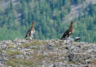 В заповеднике взяты под охрану 71 вид ра