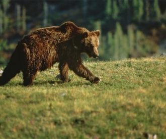 Выпадающий за зиму снег стаивает медленн
