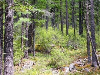 Характерными представителями голосеменны