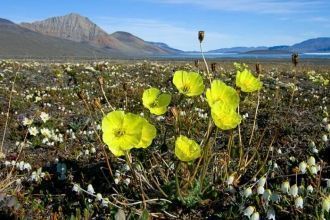 В Таймырском заповеднике обитает самое к
