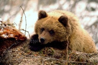На территории заповедника запрещена люба