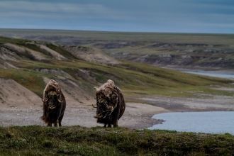 На территории заповедника расположен оди