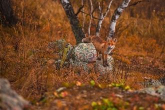 На страницах Красной книги значатся таки