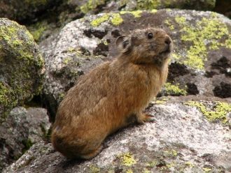 Климат резко континентальный: с жарким л