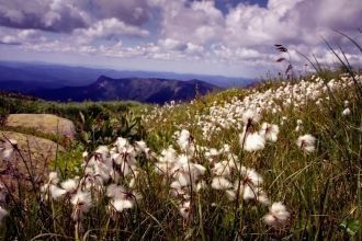 Флора Тигирекского района - это  таежные