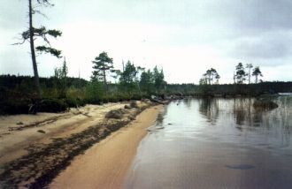 Произрастают вокруг озера в основном хво