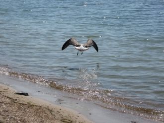 Подводными археологами найдены остатки д