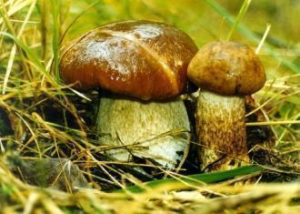 На территории заповедника ведётся активн