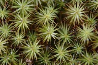 Керженский заповедник является биосферны