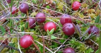 Одной из приоритетных задач научных сотр