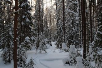 Рельеф заповедника равнинный, представля