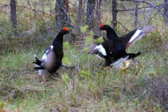 В заповеднике охраняются более 140 видов