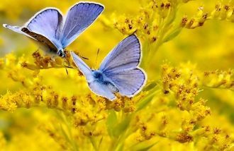 Сейчас Керженский заповедник — это велик