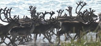 С 1991 года входит в состав российско-фи