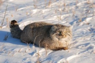 Несмотря на свои огромные размеры, туриз