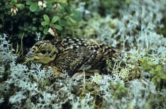 Лес даёт приют рябчикам, глухарям, тетер