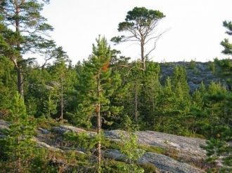 Хотя Костомукшский заповедник располагае