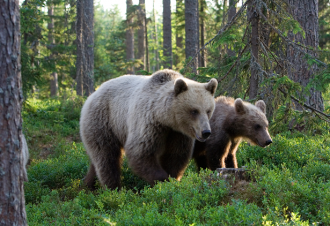 Многие виды, представленные в заповедник