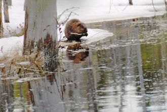 Животный мир заповедника типичен для сре