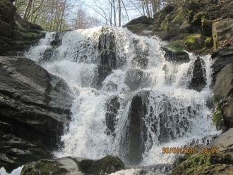 Благодаря своей неповторимой красоте Шип