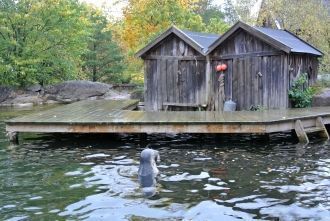 В Швеции тюлени обитают в проливе Каттег