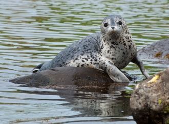 Настоящий природный памятник – островок 