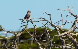 Настоящий птичий базар образовался на мы