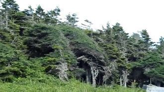 Поронайский заповедник, лето 2013 г.