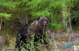 Бурый медведь в Олеминском заповеднике.