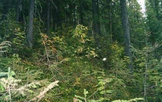 В целом, на среднем Урале функционирует 