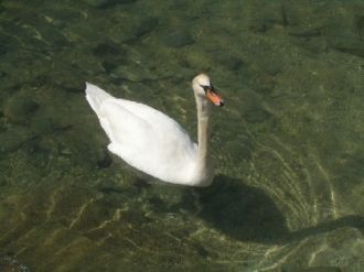 Белый лебедь в Уфимском плато.