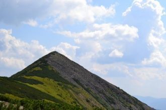 Большое количество трав, кустарников, хв
