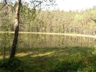 Растительный мир озера Болдук не отличае