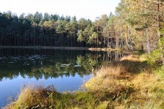 Прибрежная полоса камыша и тростника в ш