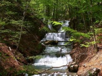 В лесу можно встретить более 200 деревье