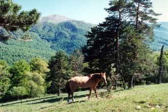 После освобождения Крыма от фашистов, в 