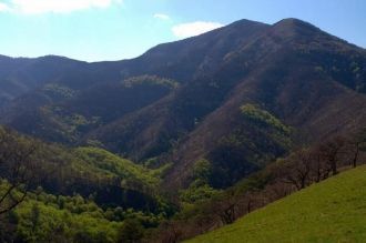 Леса из дуба, бука и сосны занимают почт