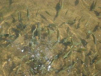 Рыбки в Большом Морском озере.