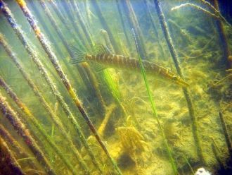 В озере встречались карась обыкновенный,
