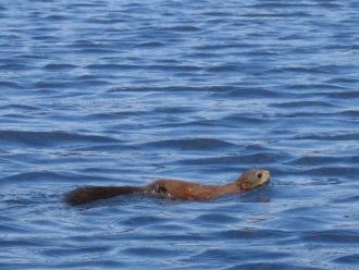 Стоит сказать, что прозрачность здесь до