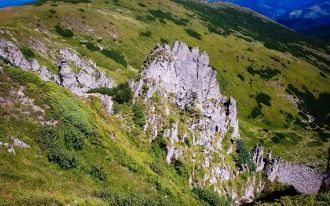 Немало здесь черники, которой можно вдов