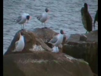 Птицы на камнях у реки Обиточной.