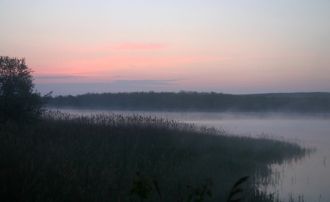 Низкорослый кустарник, замысловатый изги
