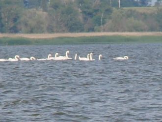 Русло умеренно извилистое шириной до 10 