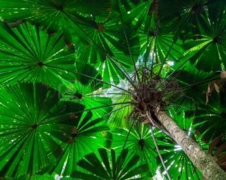 Зеленая листва в тропическом лесу Дейнтр