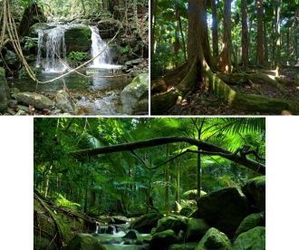 Тропический лес Дейнтри занимает 1200 кв