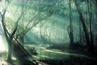 История возникновения тропического леса 