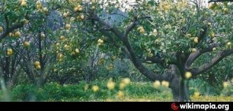 Не лес, а огромный дикий сад из лимонных